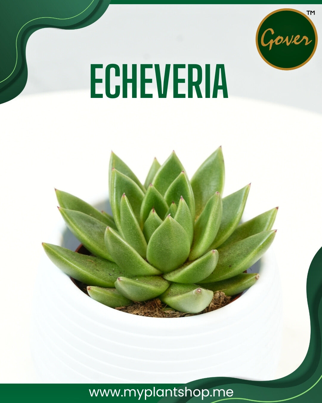 Echeveria – Decorative Succulent Plant Indoor &amp; Outdoor Dubai UAE (Without pot)