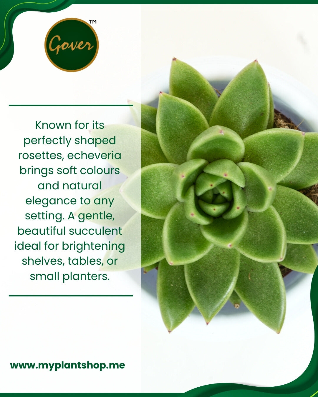 Echeveria – Decorative Succulent Plant Indoor &amp; Outdoor Dubai UAE (Without pot)