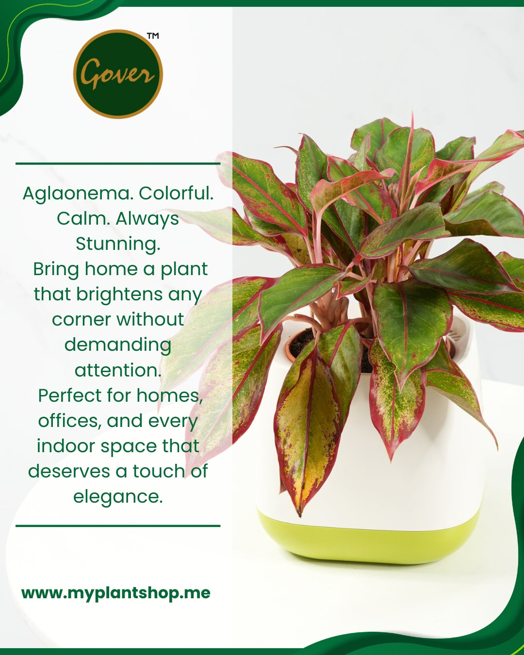 Aglaonema Red