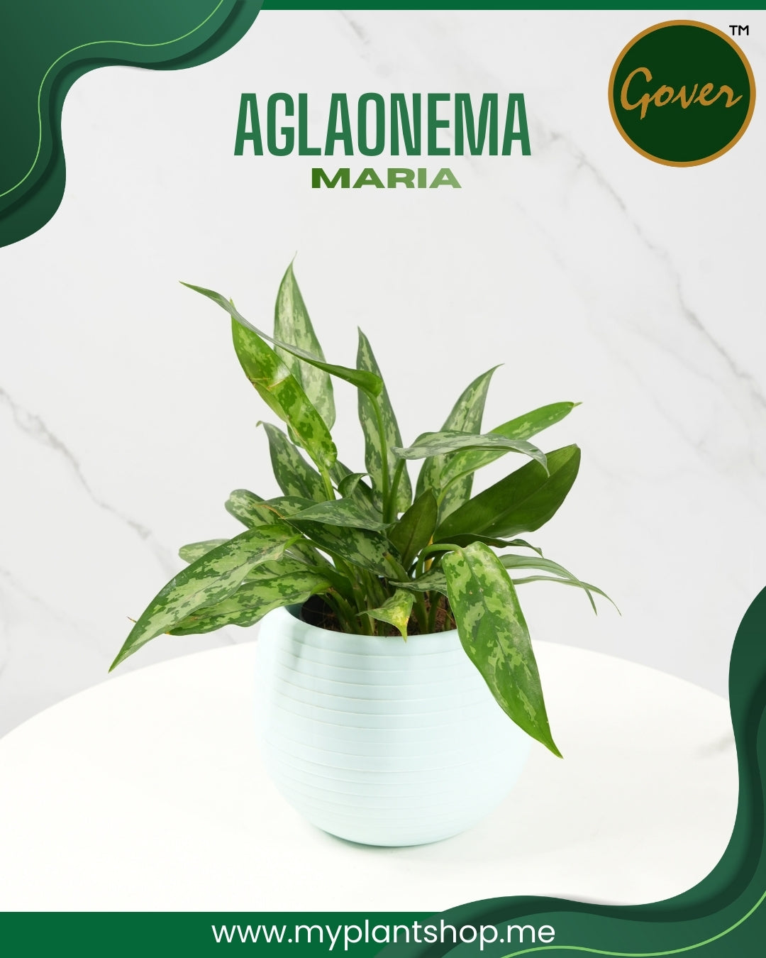 Aglaonema Maria