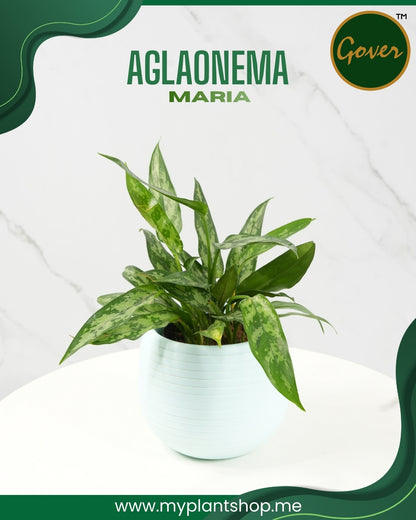 Aglaonema Maria
