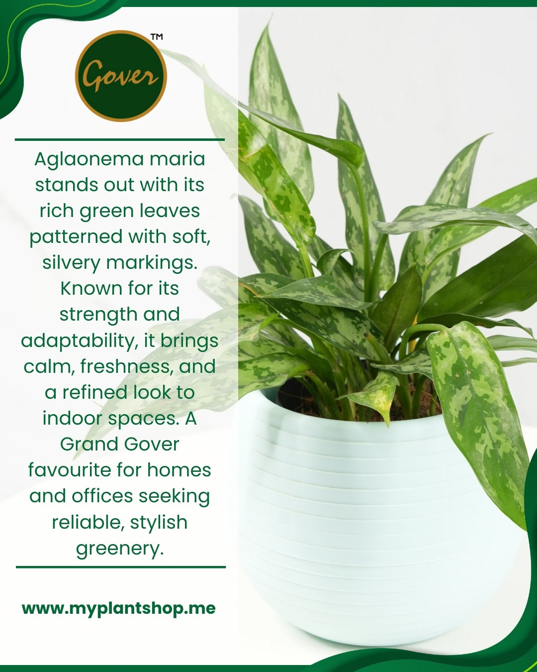 Aglaonema Maria