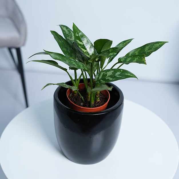 Aglaonema Maria