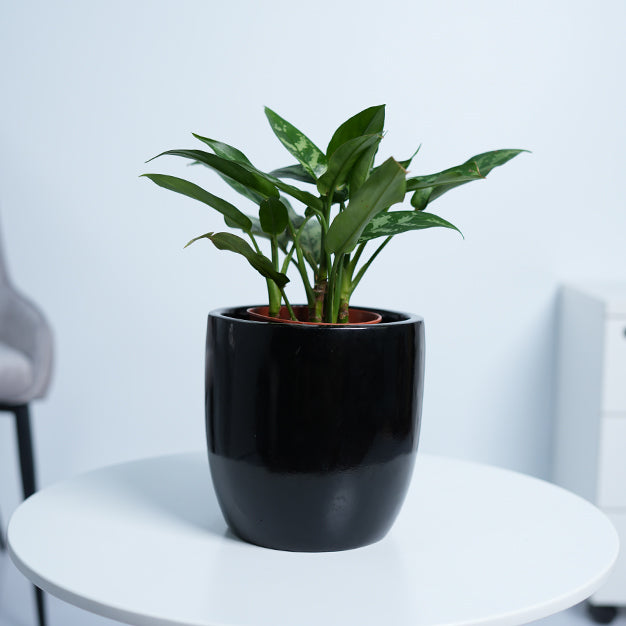 Aglaonema Maria