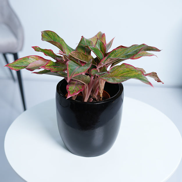 Aglaonema Red