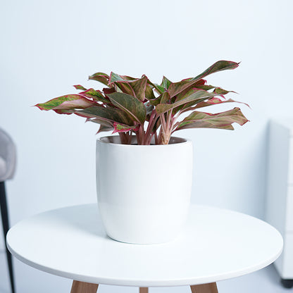 Aglaonema Red