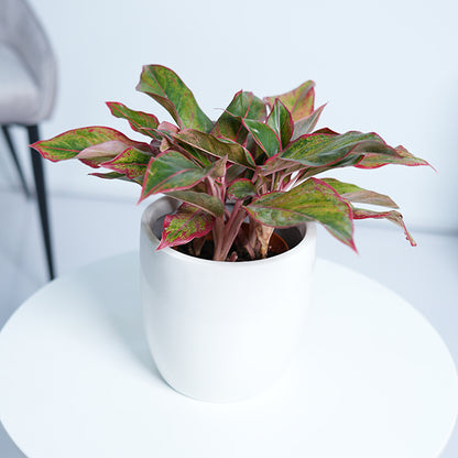 Aglaonema Red