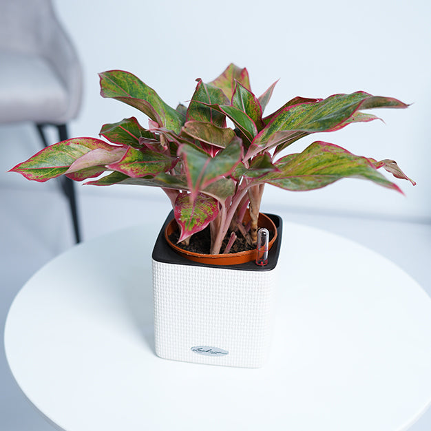 Aglaonema Red