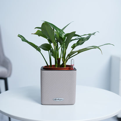 Aglaonema Maria