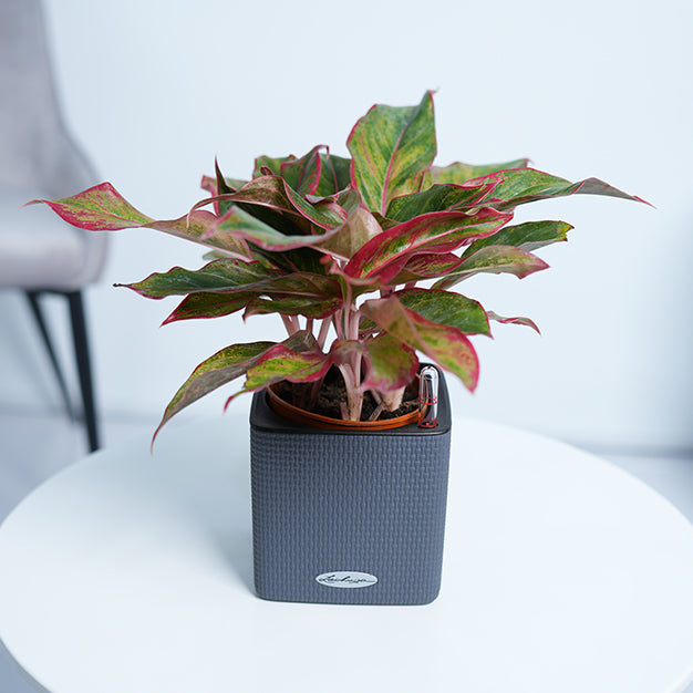 Aglaonema Red