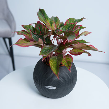 Aglaonema Red