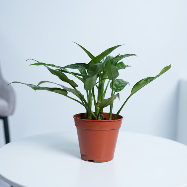 aglaonema super mario Aglaonema Maria Plant
