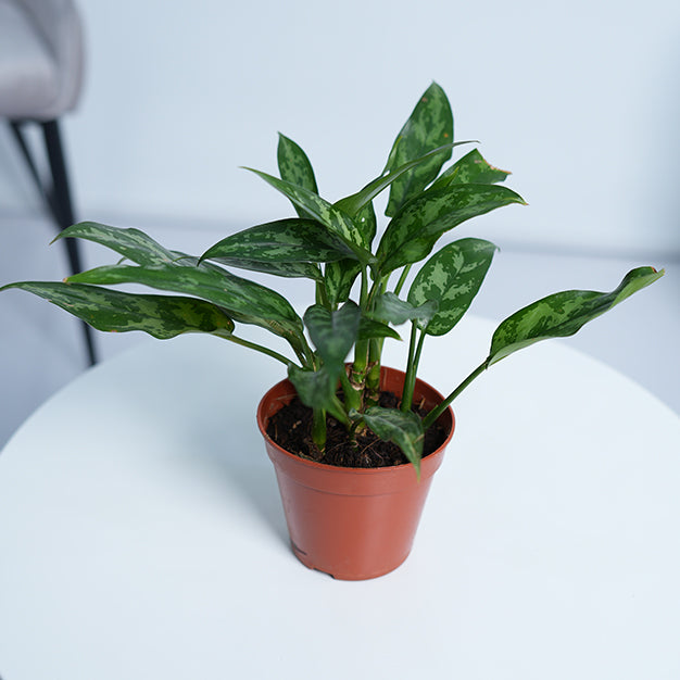 Aglaonema Maria