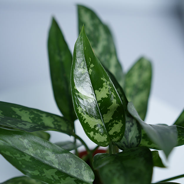 Aglaonema Maria