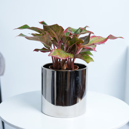 Aglaonema Red