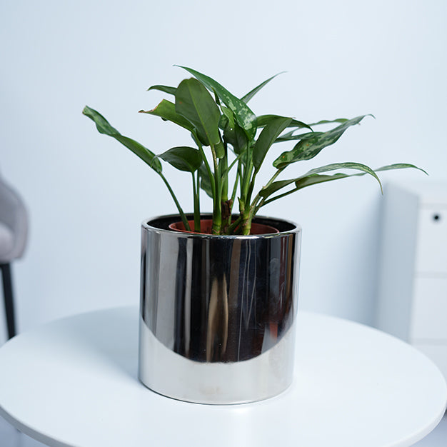 Aglaonema Maria