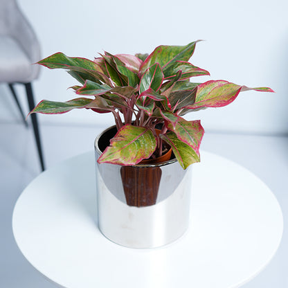 Aglaonema Red