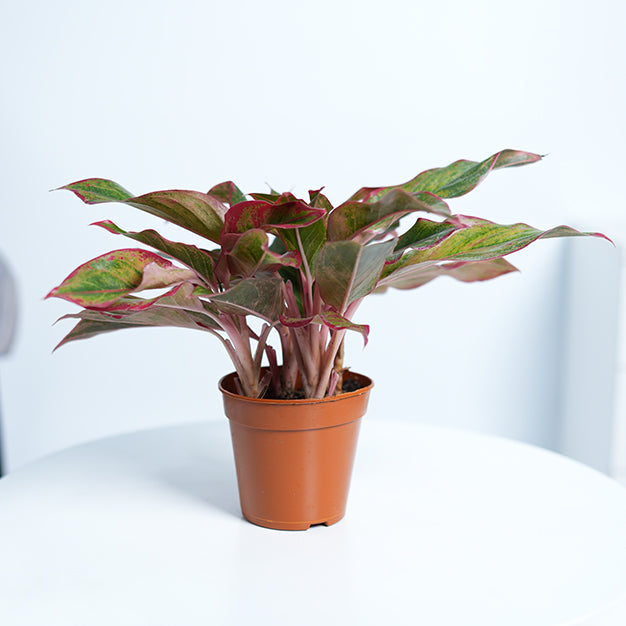 Aglaonema Red