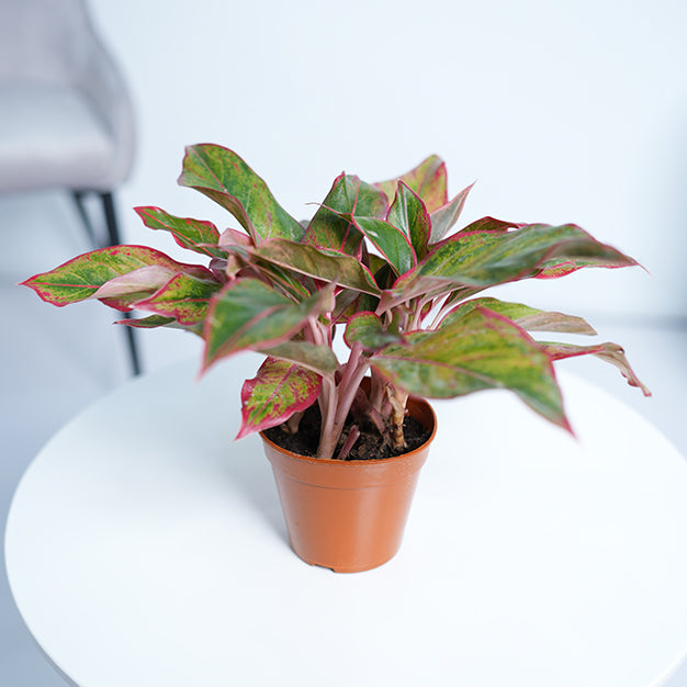 Aglaonema Red