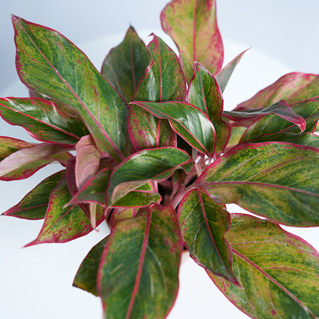 Aglaonema Red