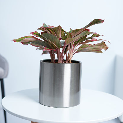 Aglaonema Red