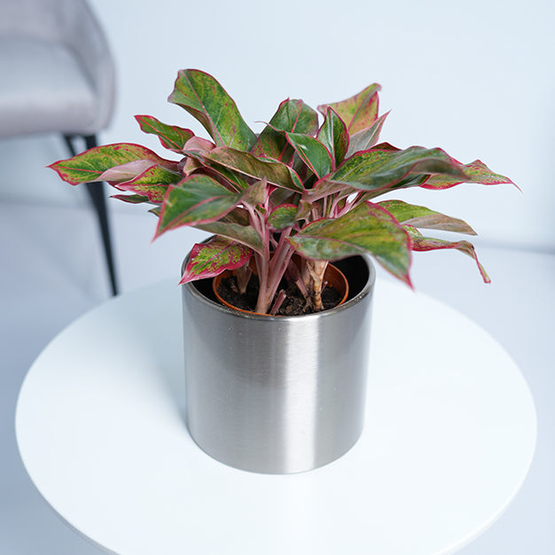 Aglaonema Red