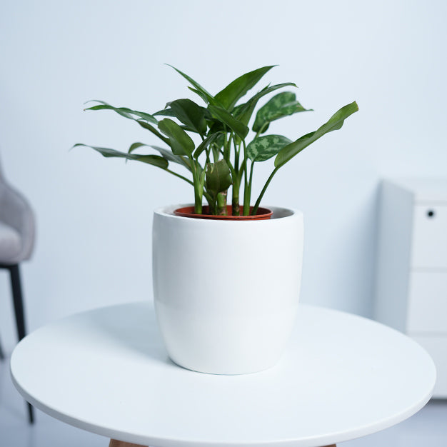 Aglaonema Maria