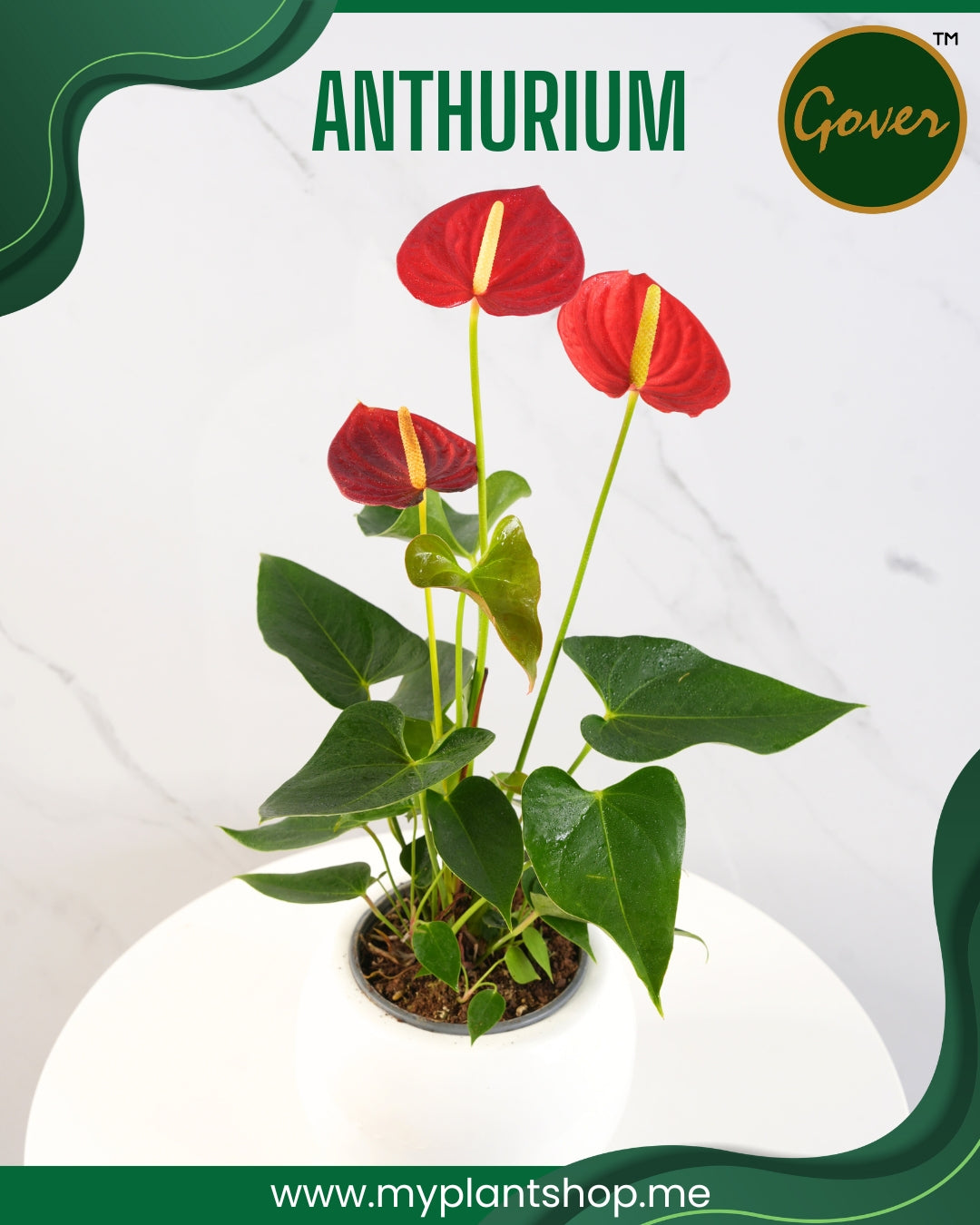 Anthurium Red