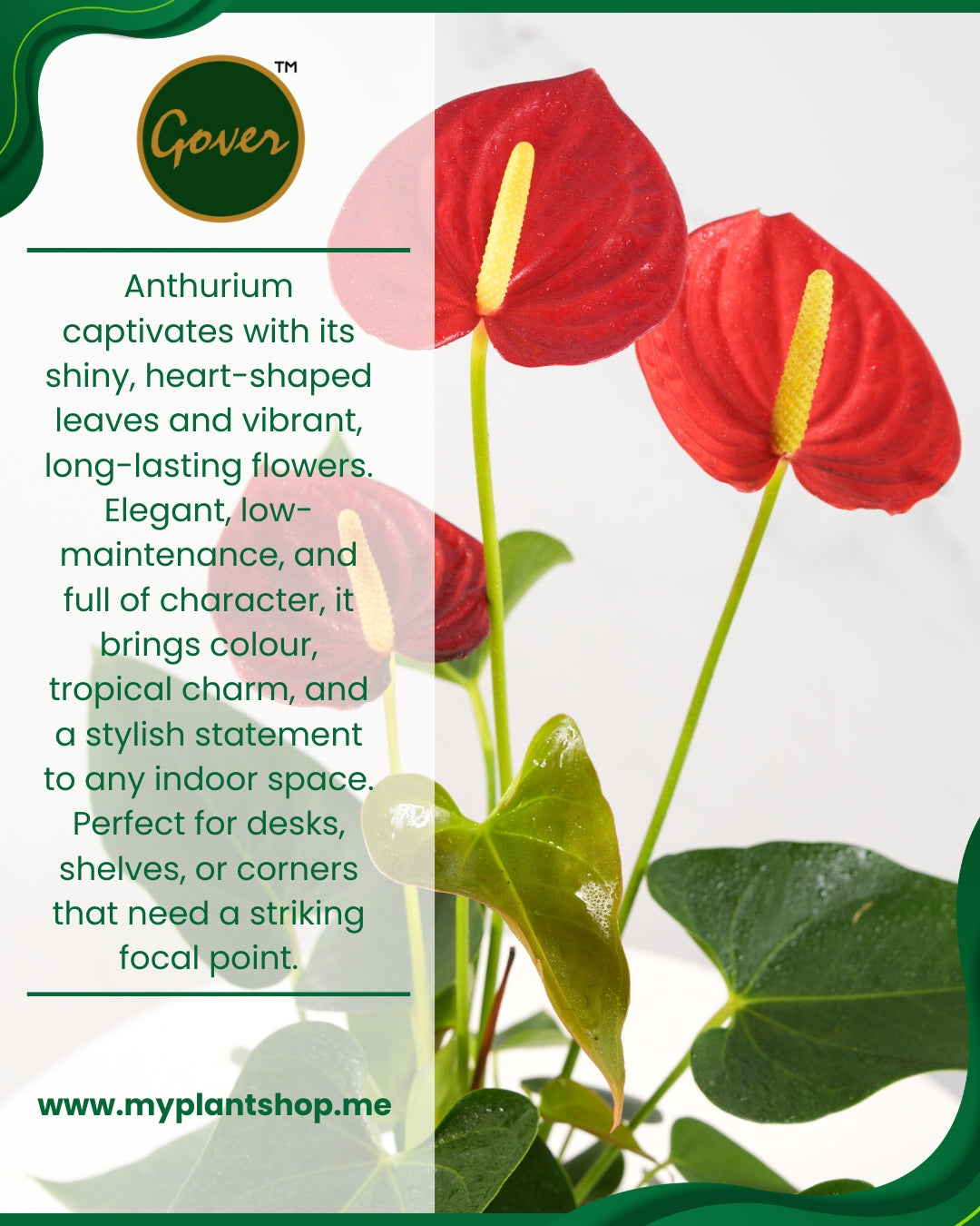 Anthurium Red