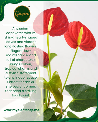 Anthurium Red