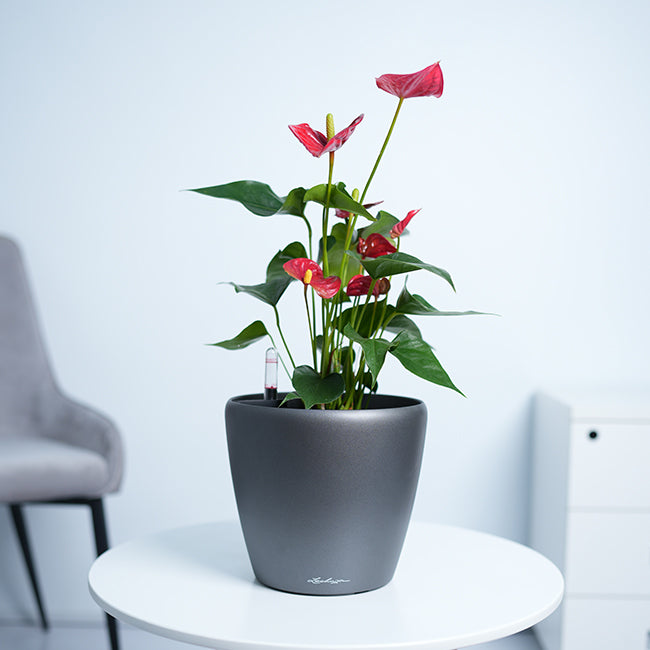 Anthurium Red