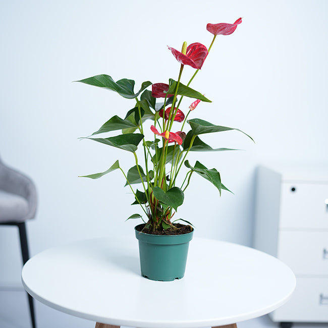 anthurium potted plant Anthurium Andraenum
