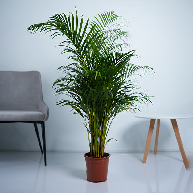 Areca Palm Plant