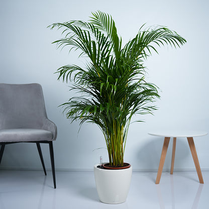 Areca Palm