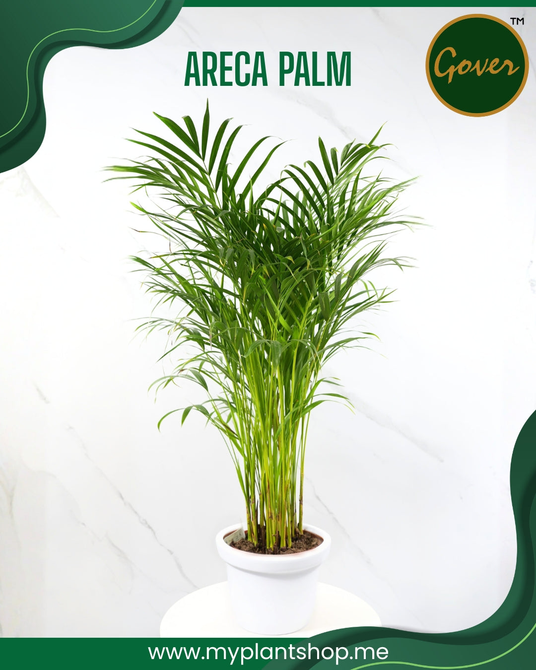 Areca Palm Plant