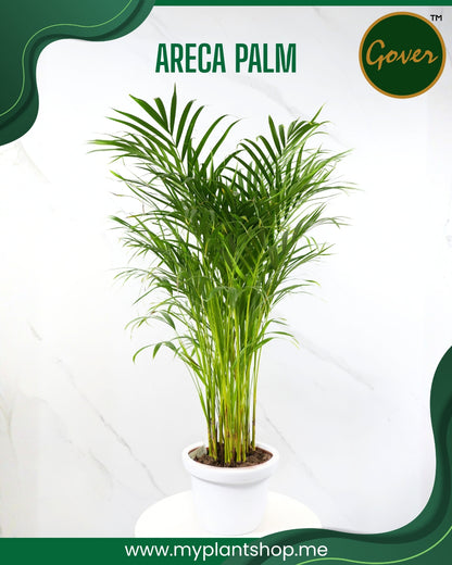 Areca Palm Plant