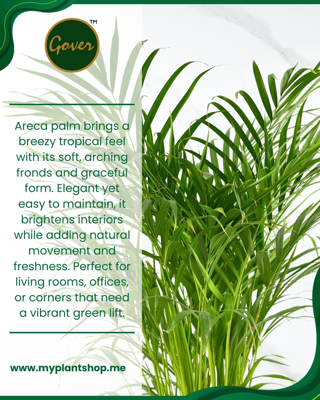 Areca Palm Plant