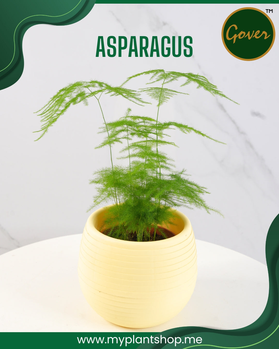 The Asparagus
