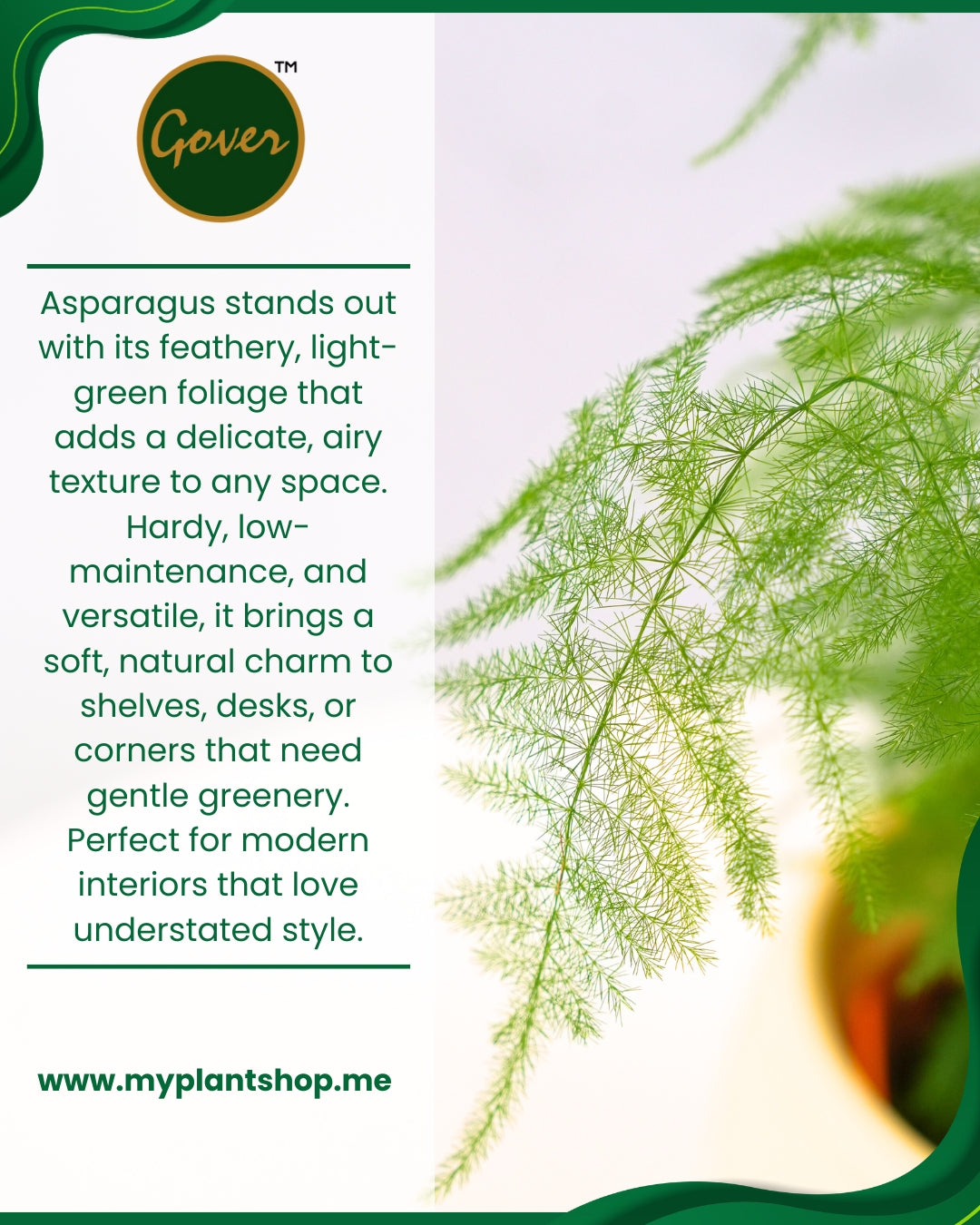 The Asparagus
