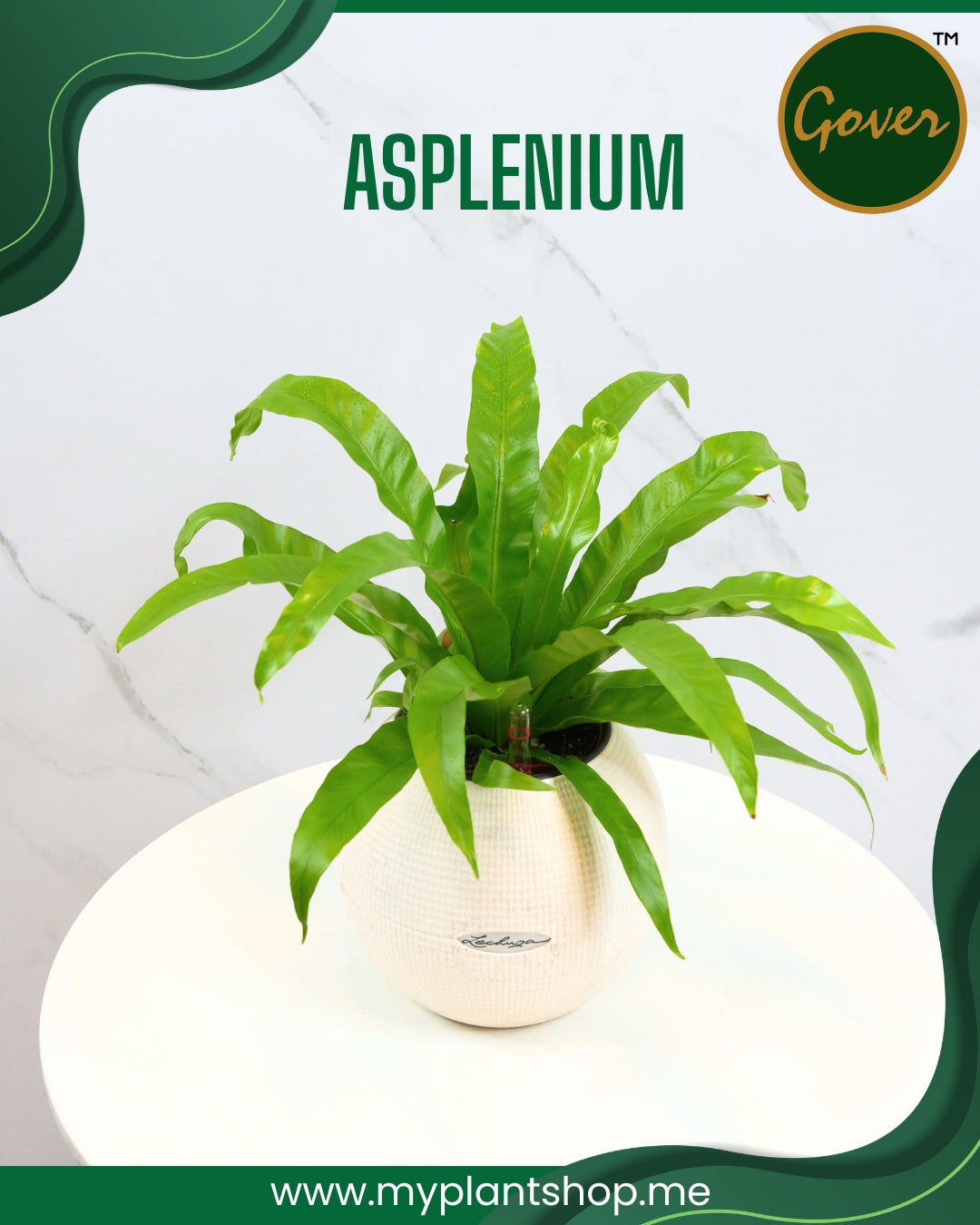The Asplenium