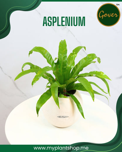 The Asplenium