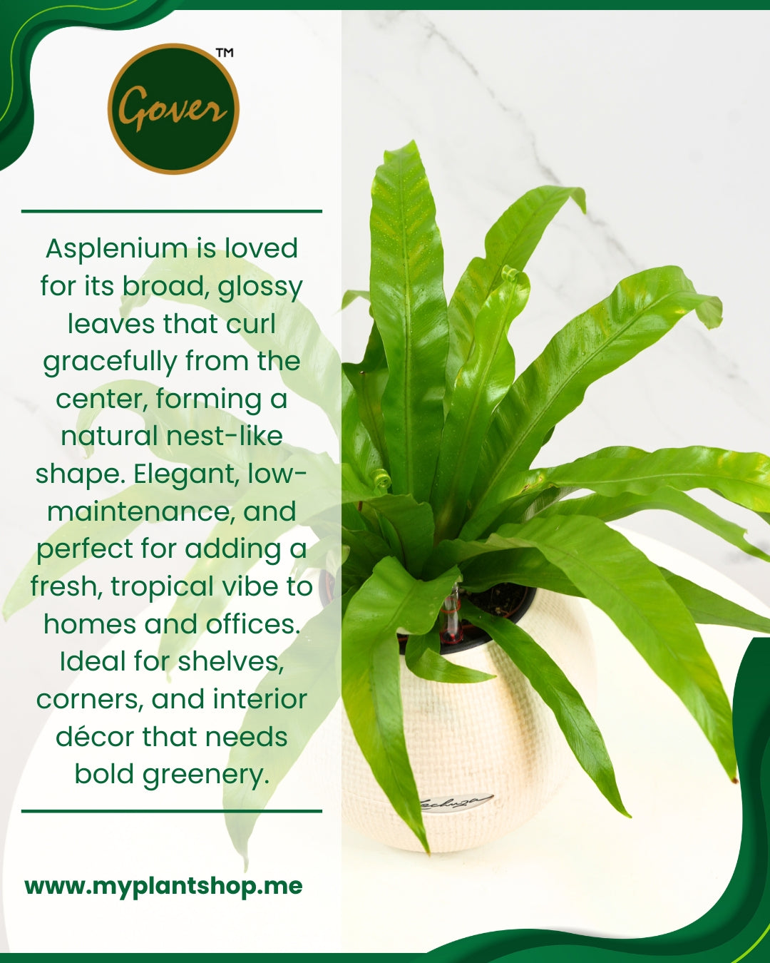 The Asplenium
