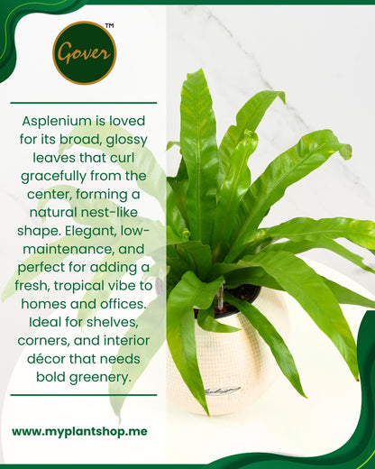 The Asplenium