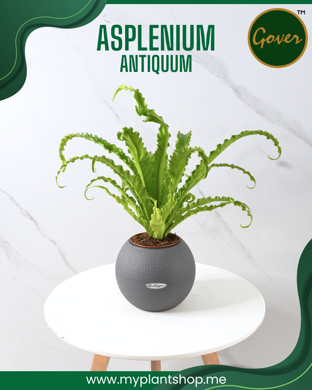 Asplenium antiquum – Bird’s Nest Fern Indoor Tropical Plant Dubai UAE (Without pot)