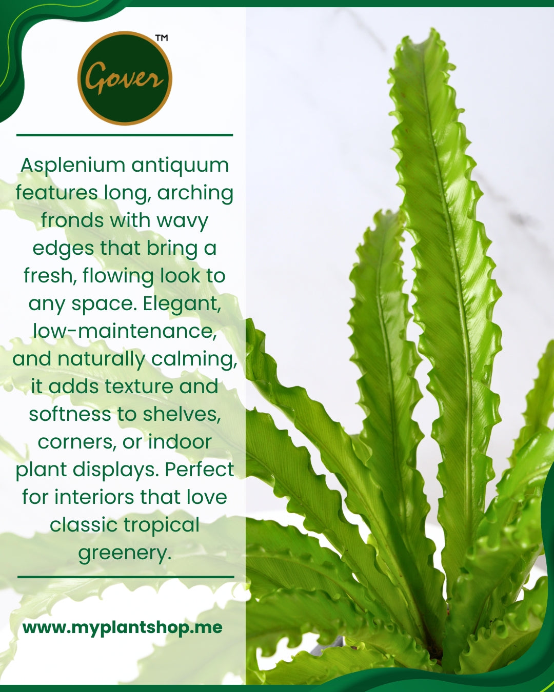 Asplenium antiquum – Bird’s Nest Fern Indoor Tropical Plant Dubai UAE (Without pot)