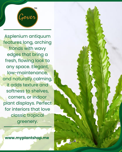 Asplenium antiquum – Bird’s Nest Fern Indoor Tropical Plant Dubai UAE (Without pot)