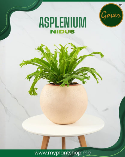 Asplenium nidus – Bird’s Nest Fern Indoor Plant Dubai UAE (Without pot)