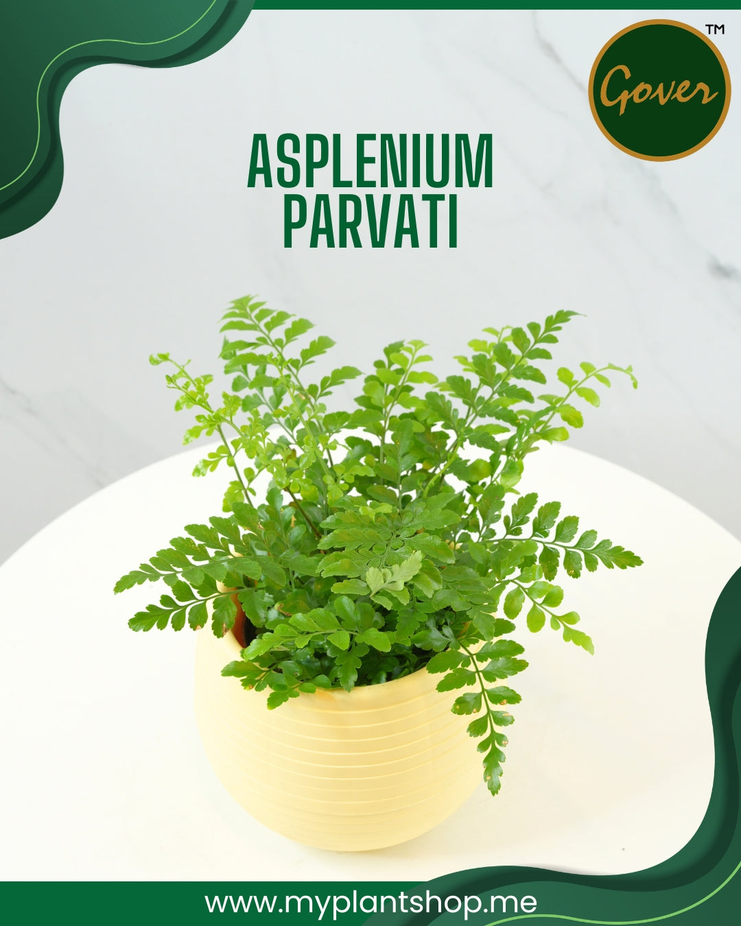 Asplenium parvati