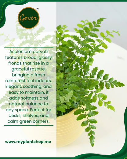 Asplenium parvati