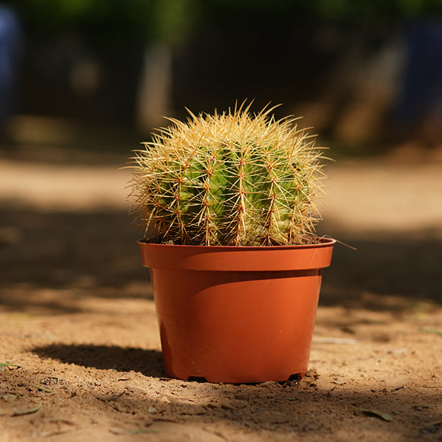 Cactus ball